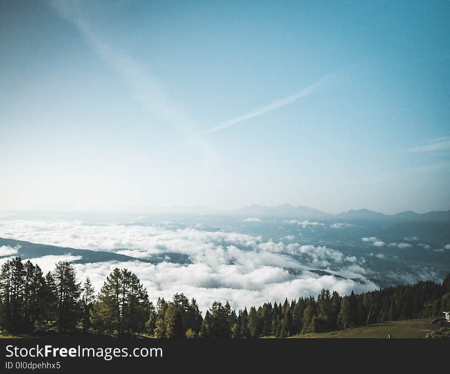 Photography of Green Forest