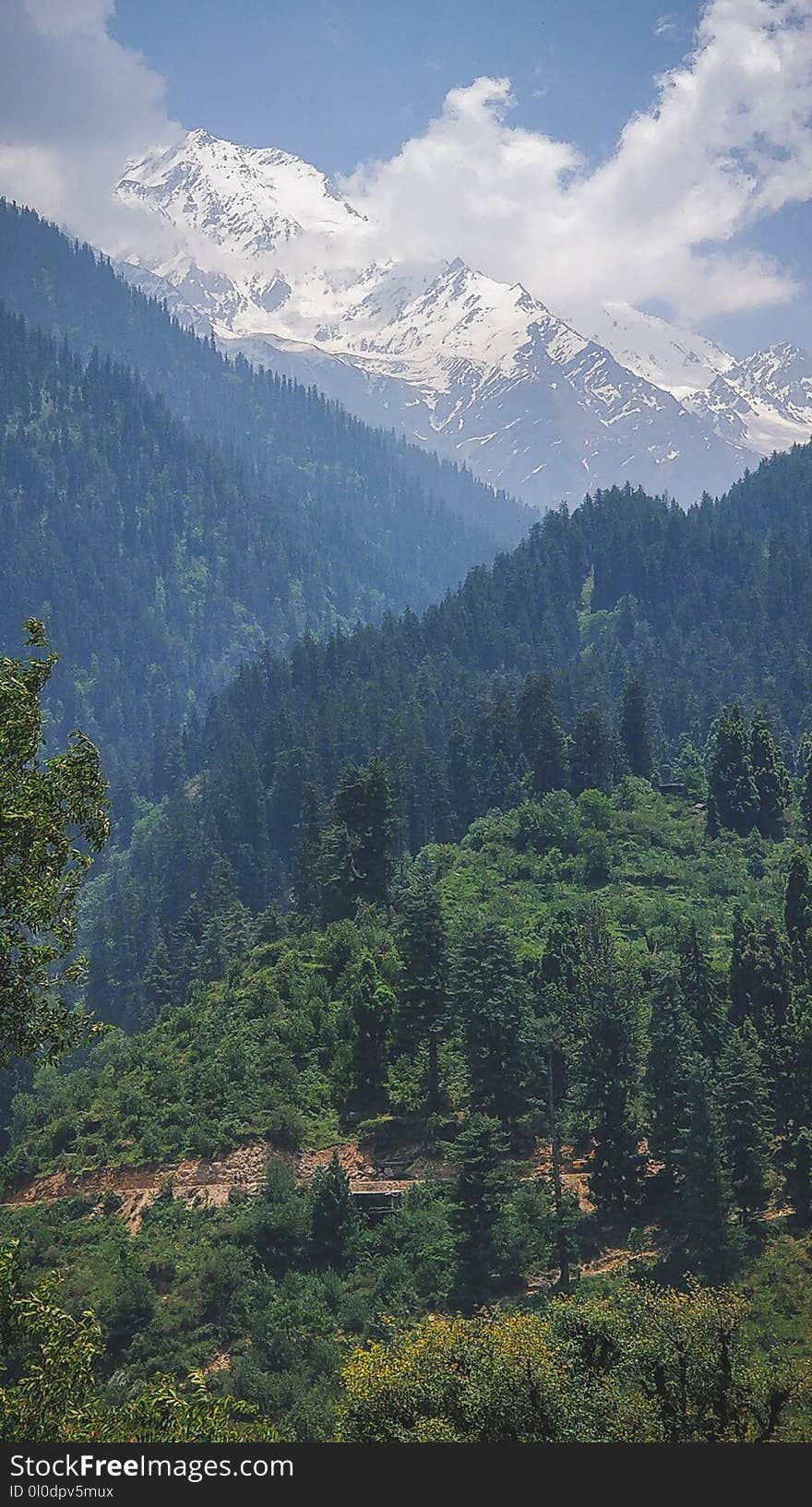 Aerial Photo of Trees