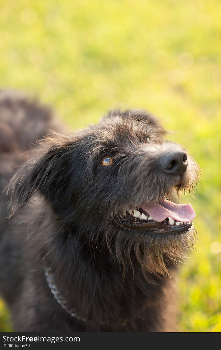 Closeup Photography of Black Dog