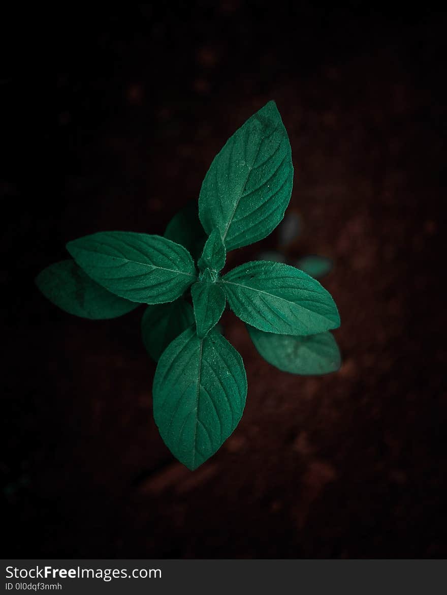 Shallow-focus Photography of Green Leafed Plant