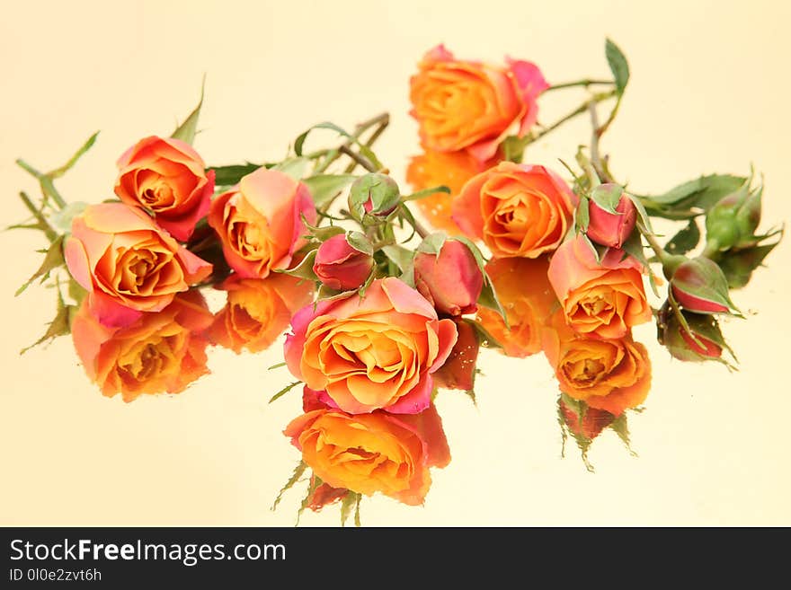 Rose on a gold background. Rose on a gold background