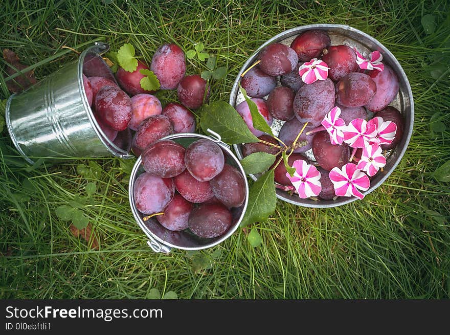 Harvest ripe plums in a bucket on the green grass. The view from the top.