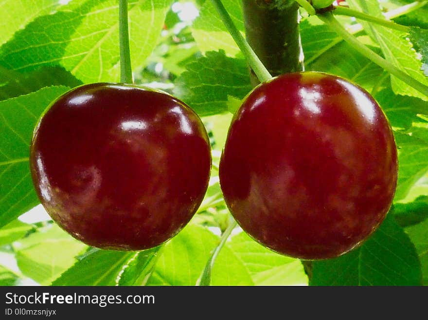 Closeup of ripe red sour cherries on a tree branch with green leaves and reflection on the cherries