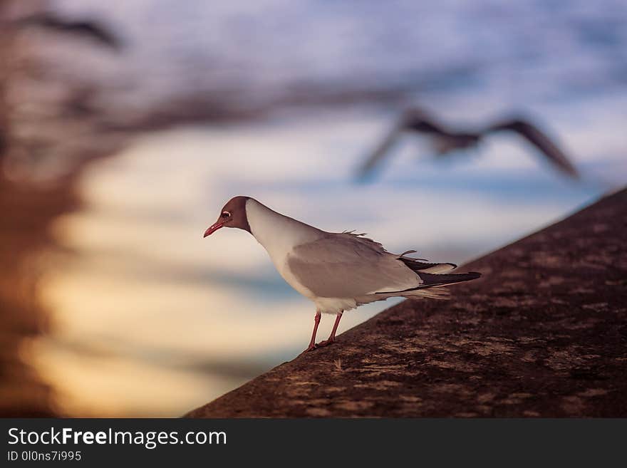 White seagull sits on a stone pier against the backdrop of a reflection in the water of sun rays at sunset.