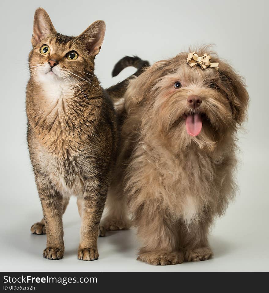 Cat and bolonka in studio on a neutral background