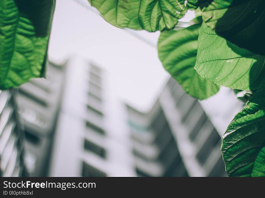 Shallow Focus Photo of Leaves