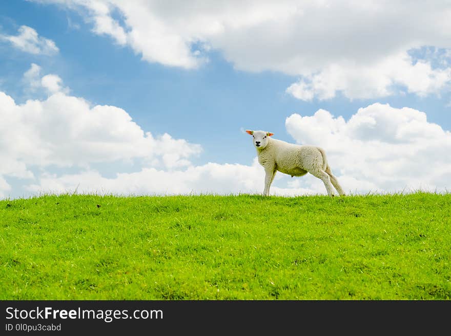 White Sheep on Green Grass Field