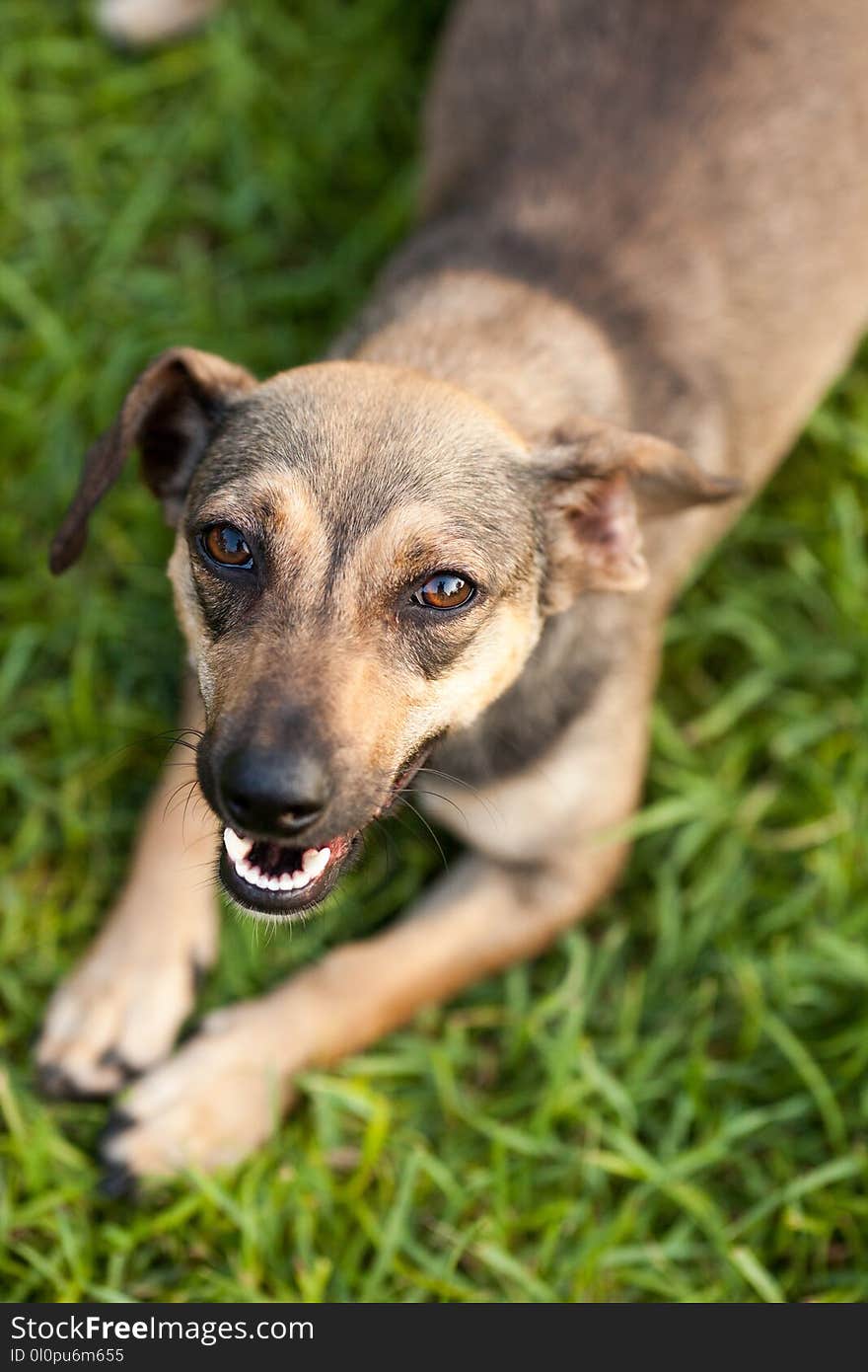 Closeup Photo of Short-coated Tan Dog