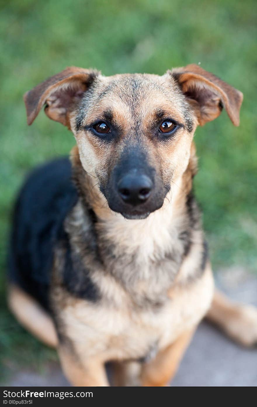 Shallow Focus Photography of Black and Brown Dog