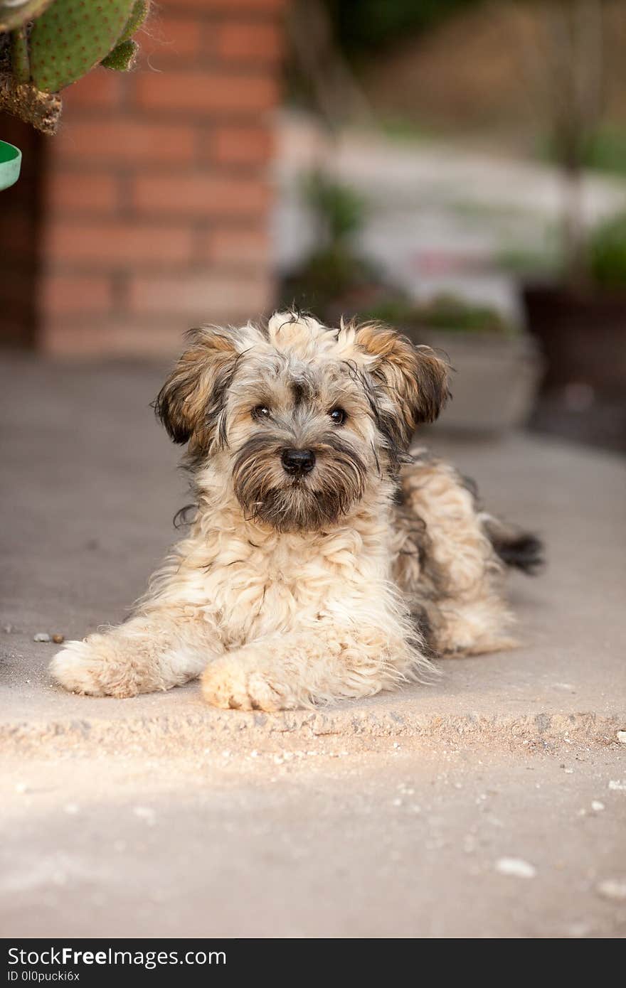 Long-coated Brown Dog Sits on Concrete Floor