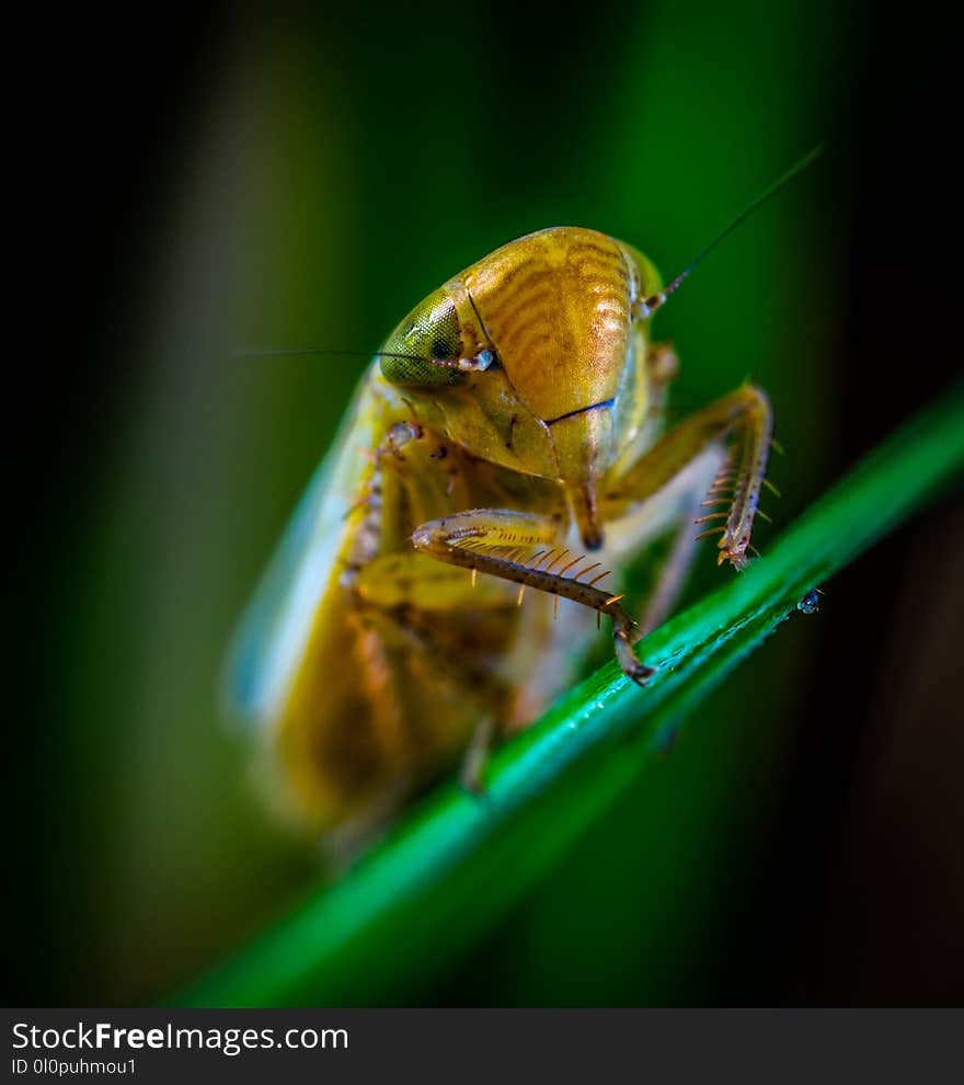 Macro Photography of Brown Insect