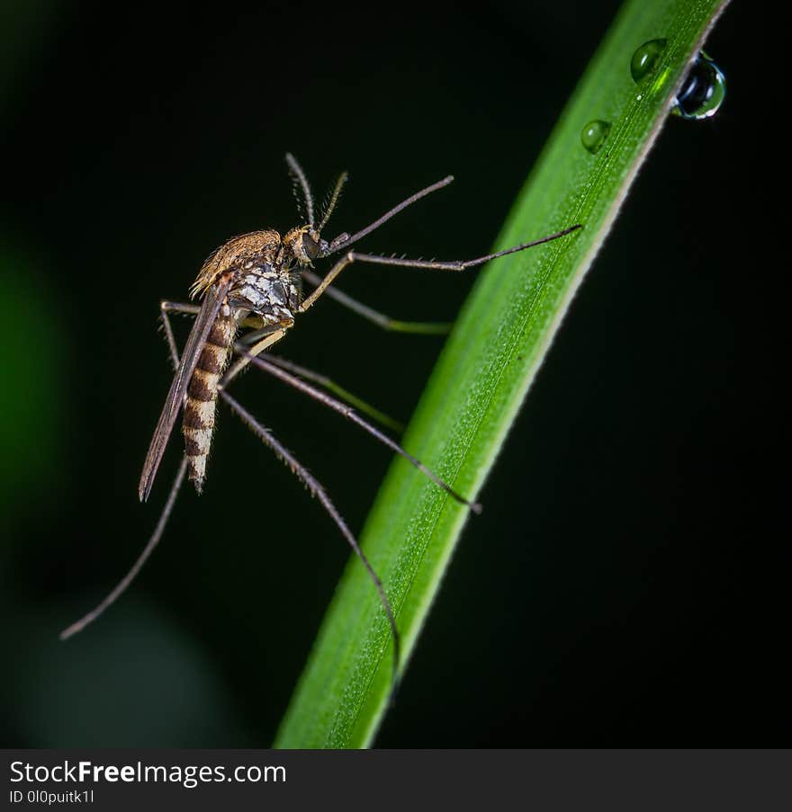 Brown and Black Mosquito on Green Stem Macro Photography