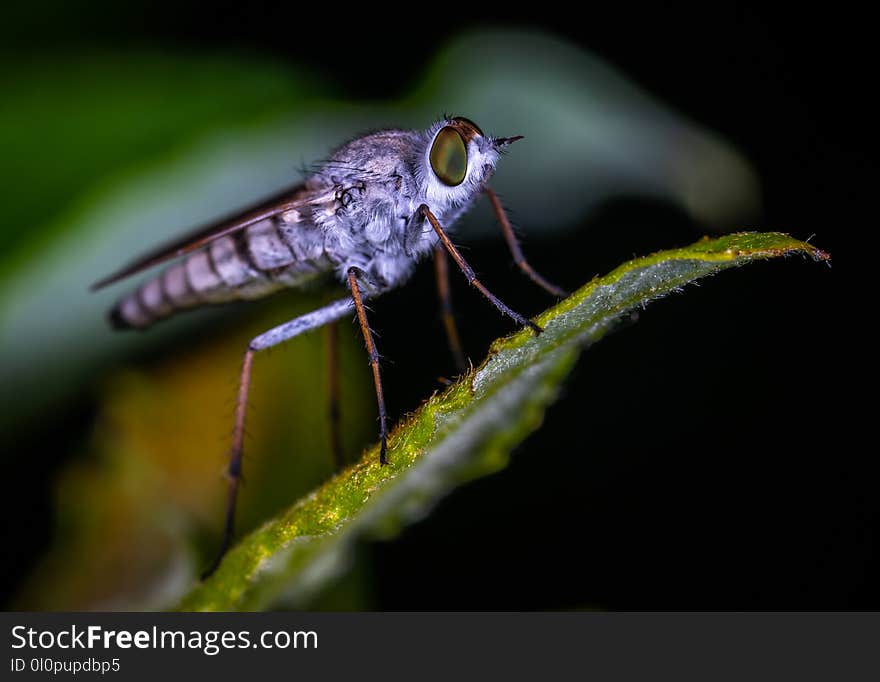 Brown Robberfly Perched on Green Leaf Macro Photography