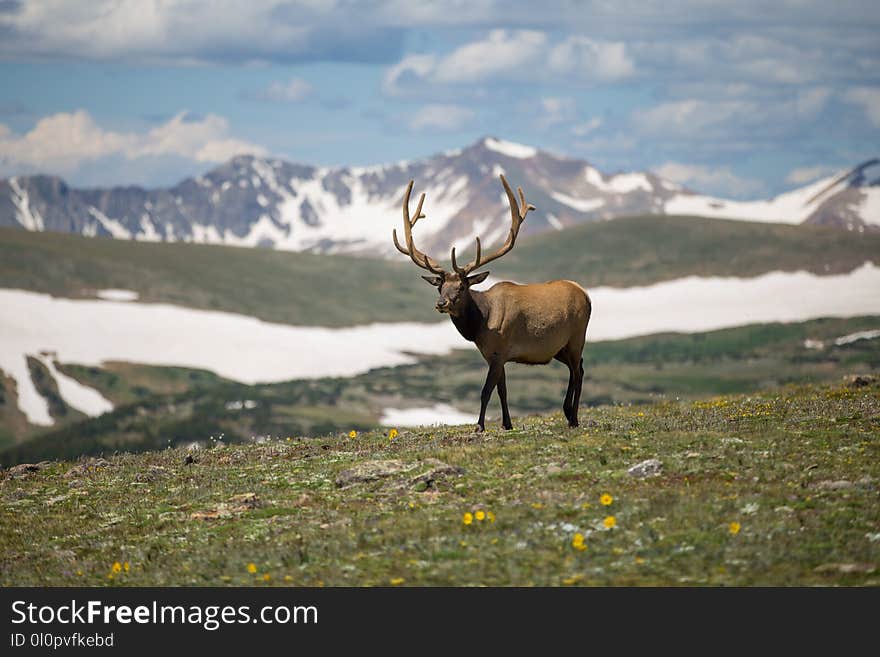 Selective Focus Photography of Brown Deer on Green Grass Field