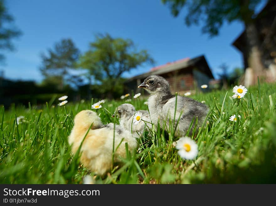 Chickens in spring outdoors on green grass