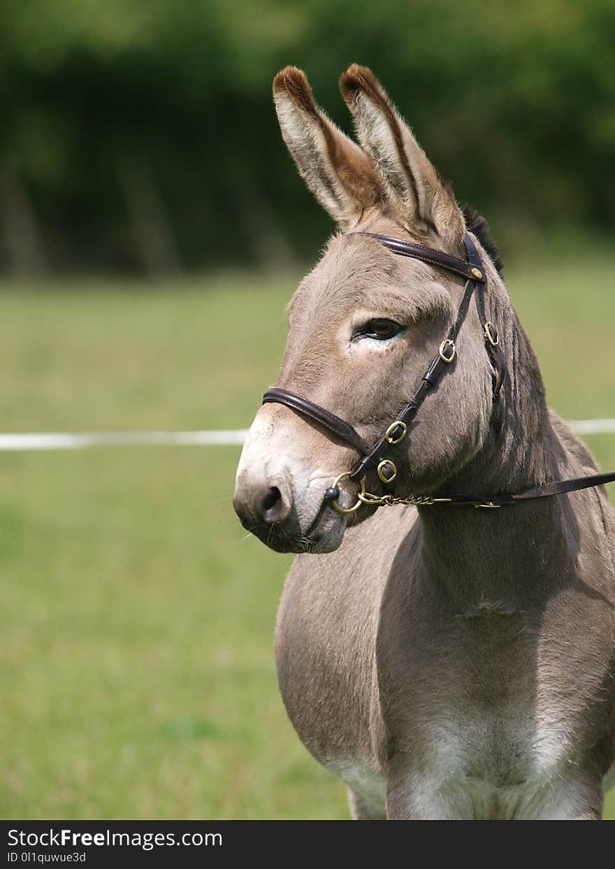 A head shot of a donkey in a snaffle bridle in the show ring. A head shot of a donkey in a snaffle bridle in the show ring.