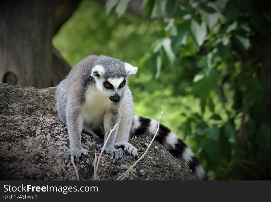 Fauna, Mammal, Lemur, Wildlife