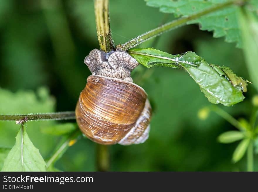 Snails And Slugs, Snail, Molluscs, Invertebrate