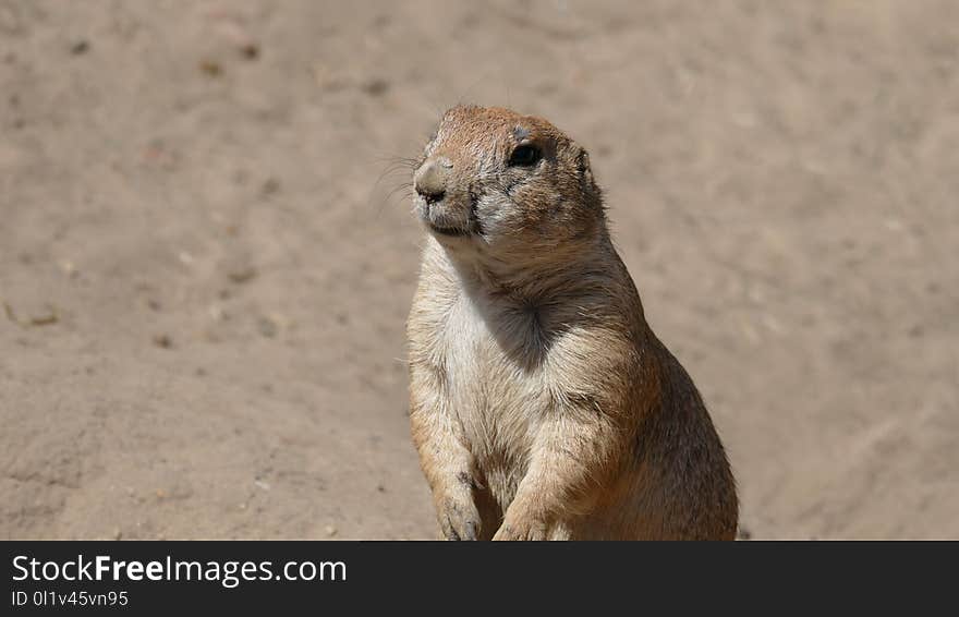 Mammal, Prairie Dog, Terrestrial Animal, Meerkat