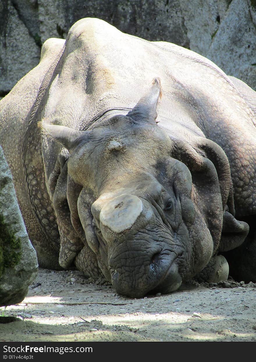 Rhinoceros, Terrestrial Animal, Fauna, Head