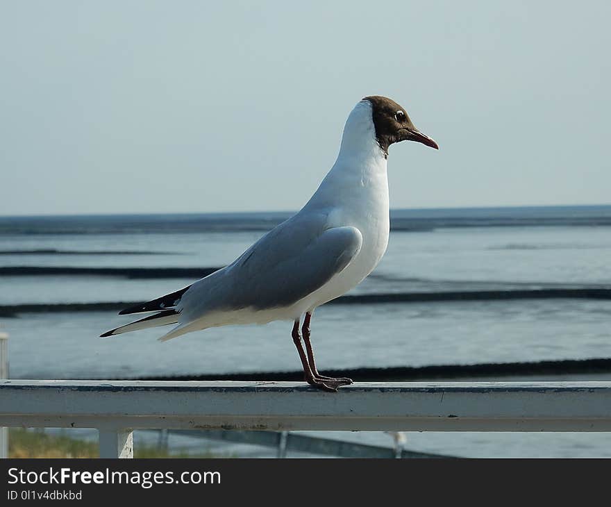 Bird, Seabird, Gull, Fauna