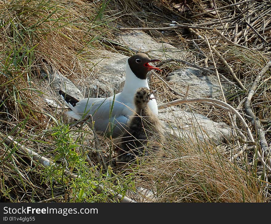 Bird, Fauna, Ecosystem, Beak