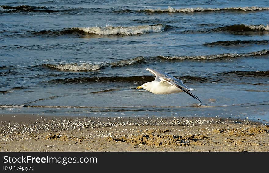 Sea, Shore, Water, Ocean