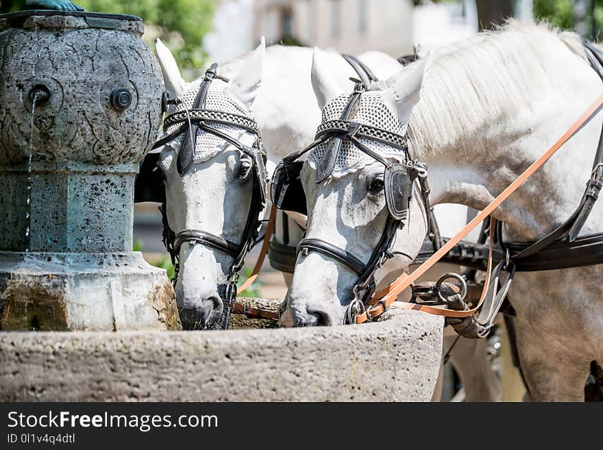 Horse Harness, Horse, Carriage, Rein