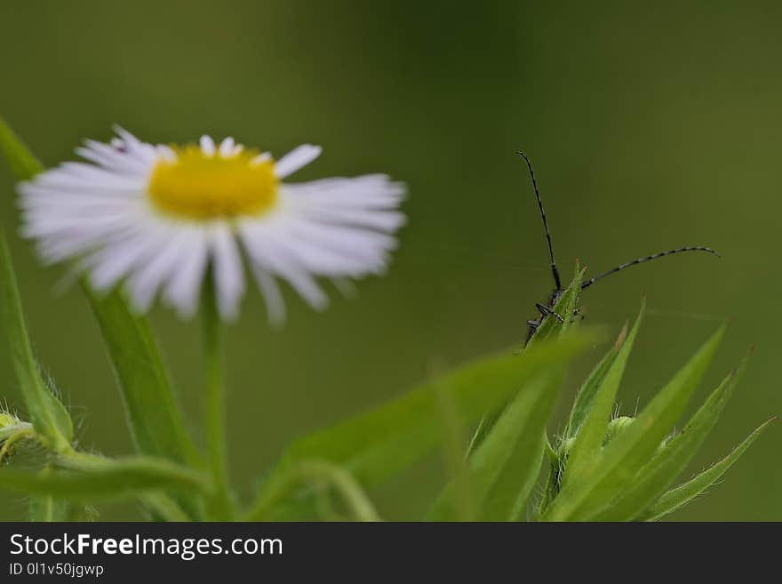 Insect, Flower, Macro Photography, Close Up