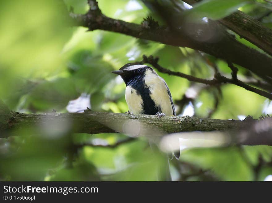 Bird, Fauna, Beak, Ecosystem