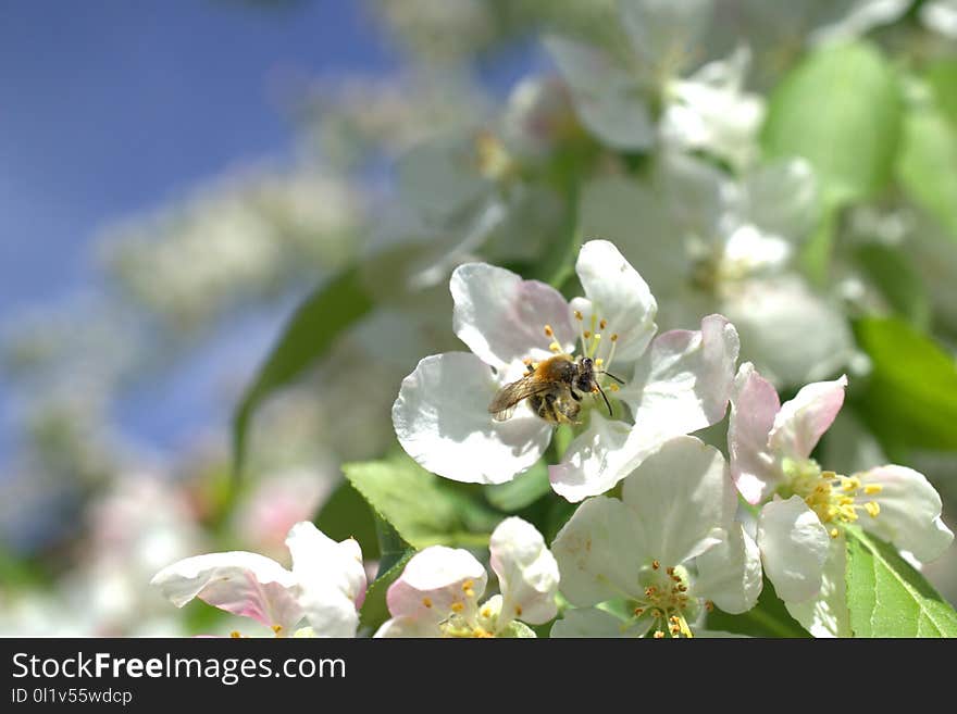 Blossom, Bee, Nectar, Flora