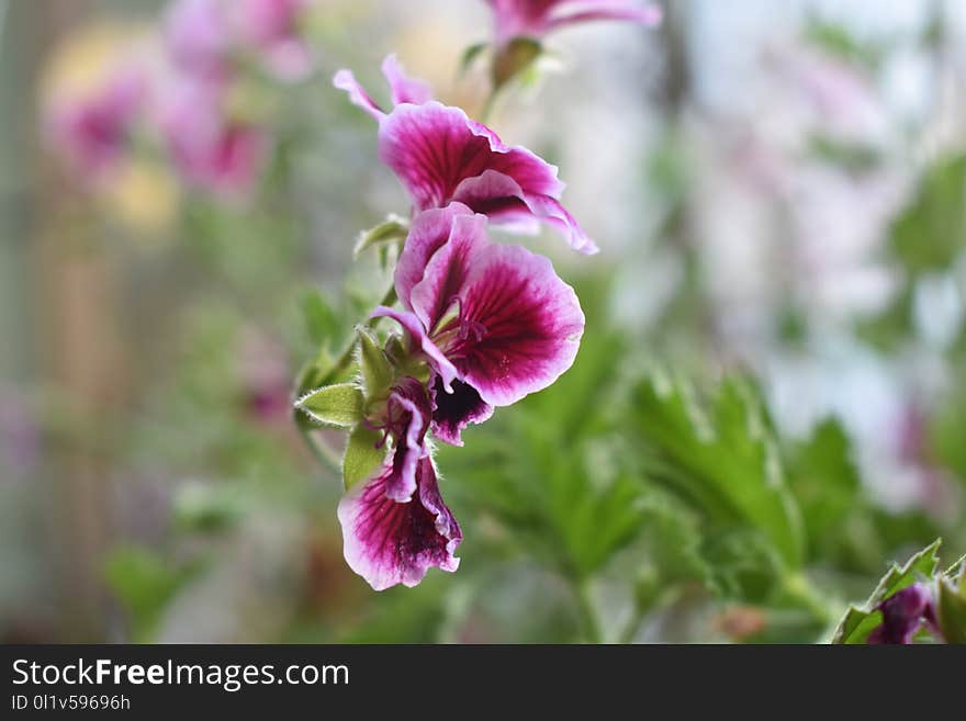 Flower, Plant, Flora, Violet Family