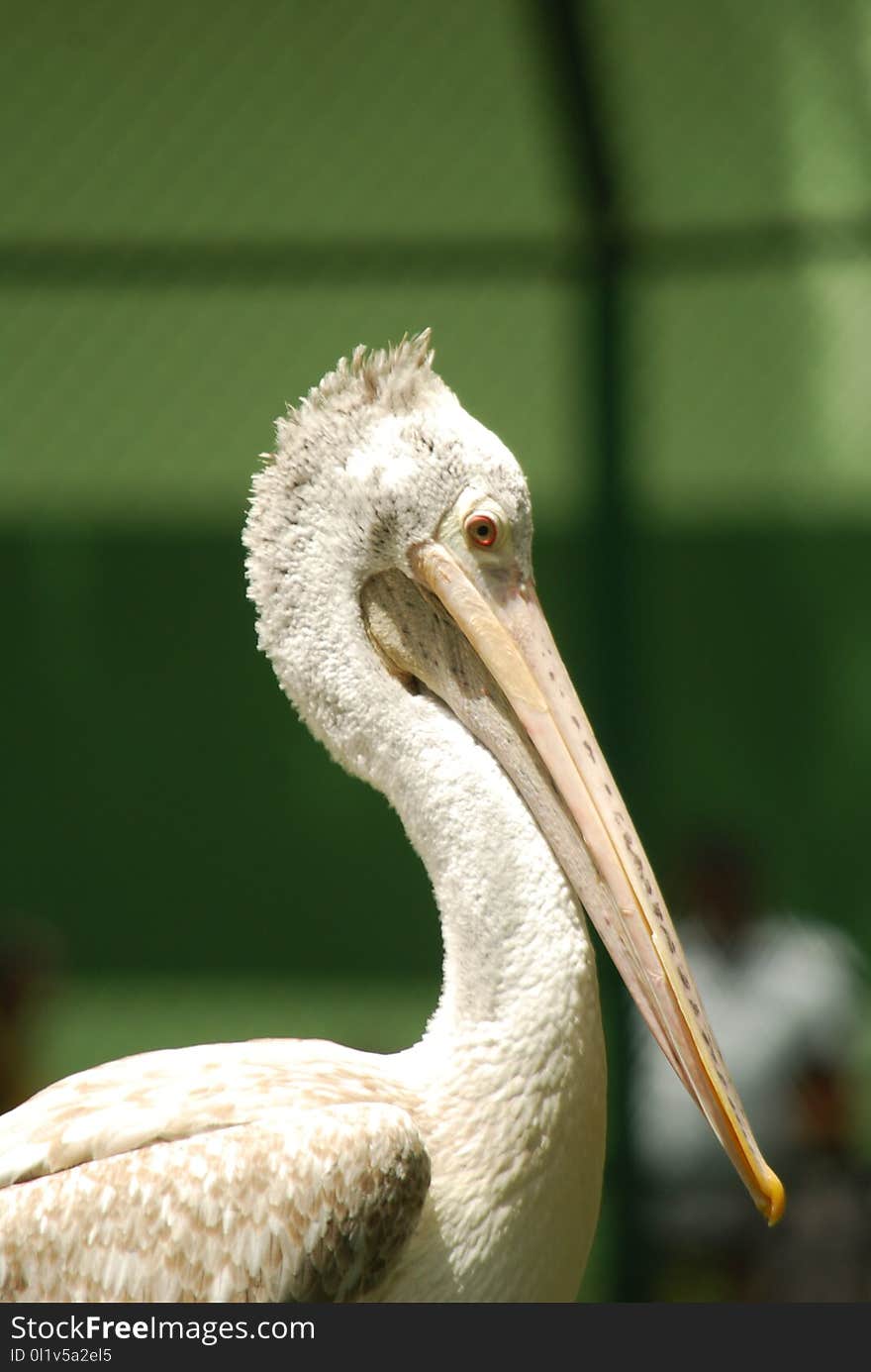 Beak, Pelican, Bird, Close Up