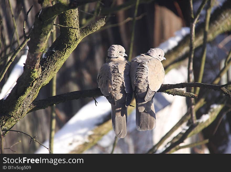 Branch, Fauna, Bird, Tree