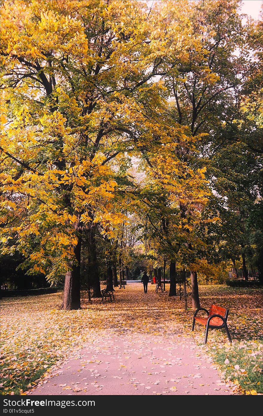 Leaf, Nature, Tree, Autumn