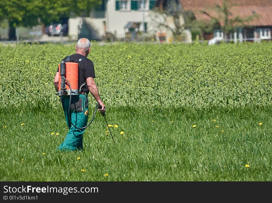 Grassland, Plant, Field, Grass