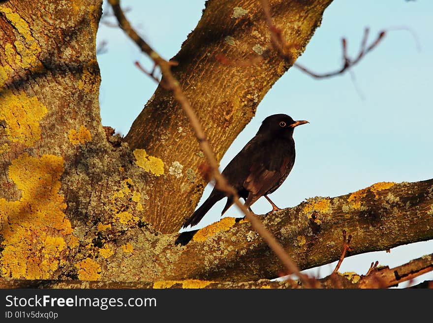 Bird, Fauna, Beak, Wildlife