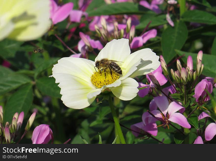 Flower, Flora, Nectar, Wildflower