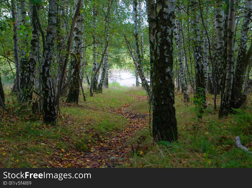 Ecosystem, Woodland, Nature Reserve, Temperate Broadleaf And Mixed Forest