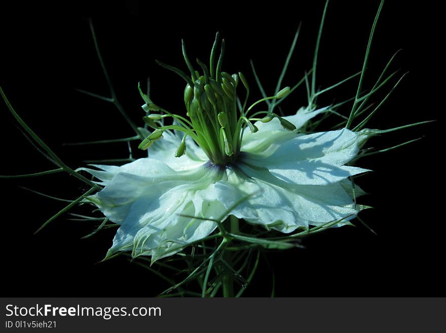 Flower, Plant, Flora, Flowering Plant