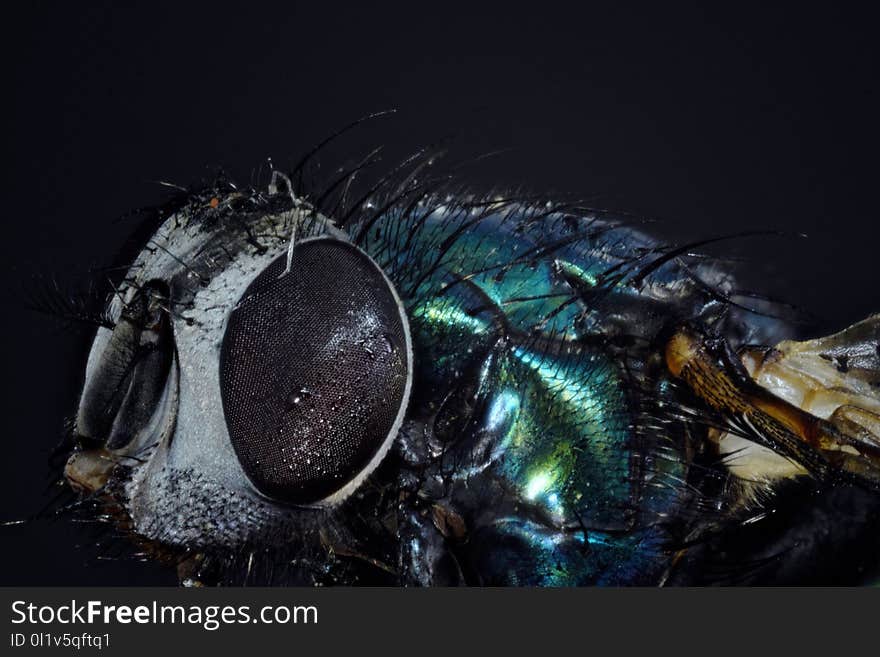 Insect, Invertebrate, Membrane Winged Insect, Macro Photography