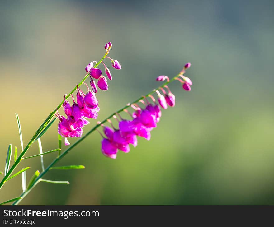 Flower, Flora, Macro Photography, Close Up