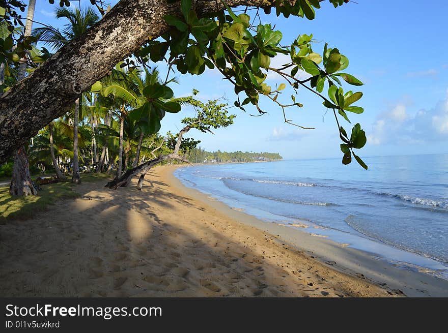 Body Of Water, Beach, Shore, Vegetation