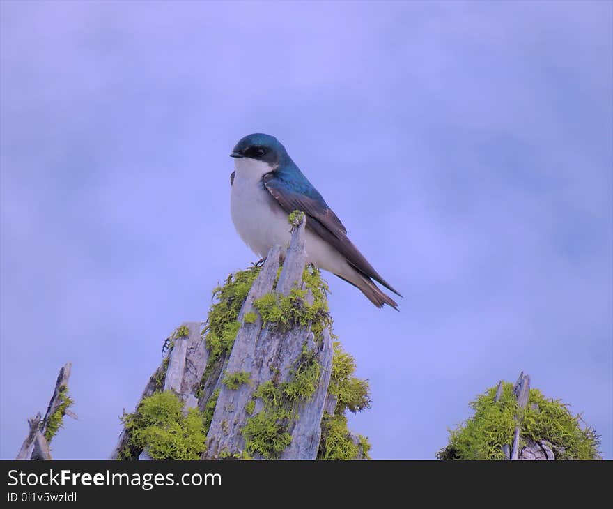 Bird, Ecosystem, Fauna, Beak