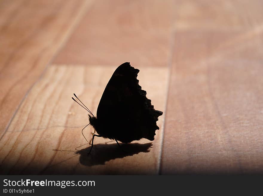 Moths And Butterflies, Butterfly, Insect, Moth