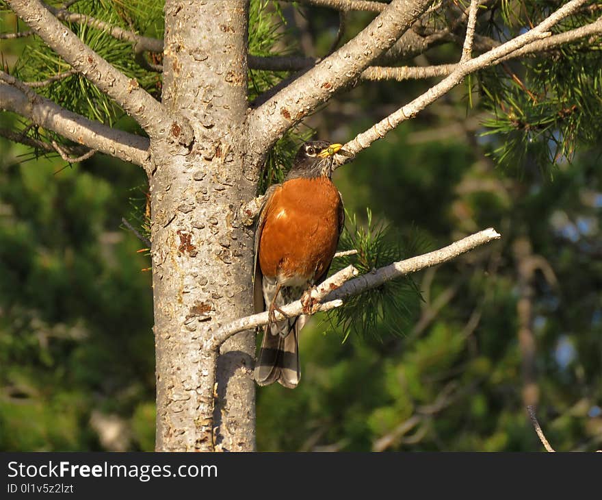 Bird, Fauna, Beak, Old World Flycatcher