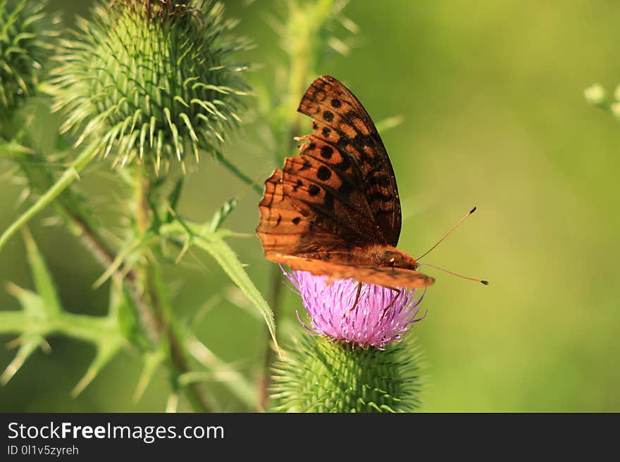 Butterfly, Insect, Moths And Butterflies, Brush Footed Butterfly