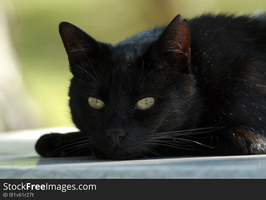 Cat, Black Cat, Black, Whiskers