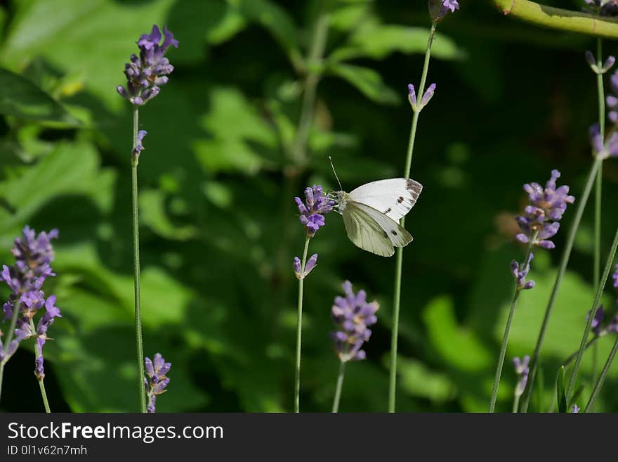 Butterfly, Flower, Moths And Butterflies, Flora