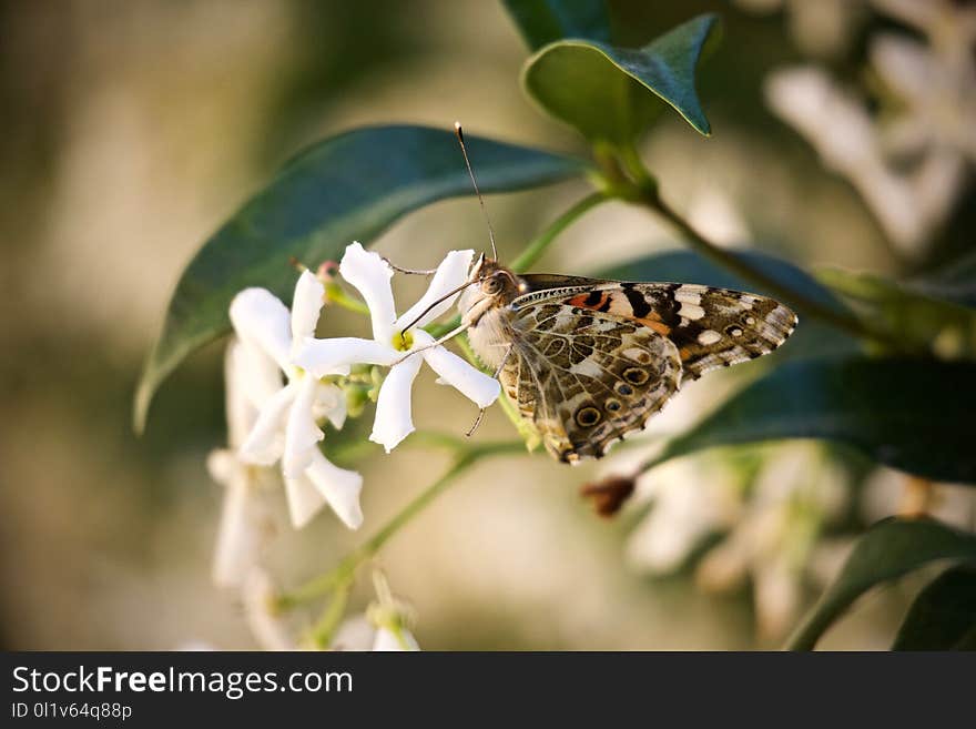 Insect, Moths And Butterflies, Butterfly, Pollinator